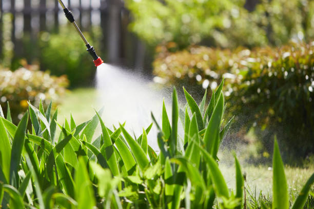 24/7 Emergency Termite Control experts in Raymondville, TX